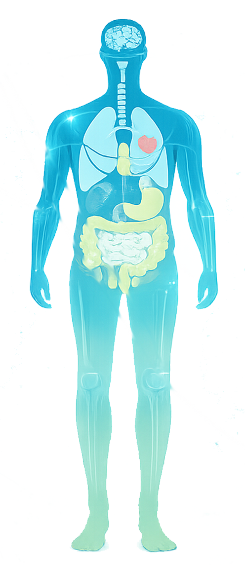 Medical specialties body diagram